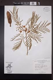 Image result for Albizia isenbergiana