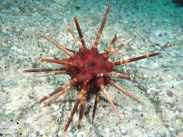 四国産棘皮動物図鑑