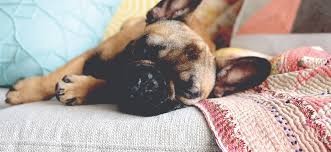 Kindness pet hospital darbojas veterinārārsti un dzīvnieku klīnikas aktivitātēs. Animal Hospital In Orlando Kirkman Animal Hospital