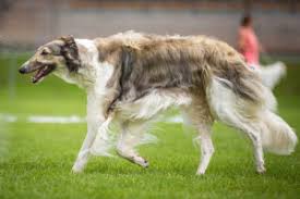 Promoting excellence in the greyhound industry. Windhunde Hunde
