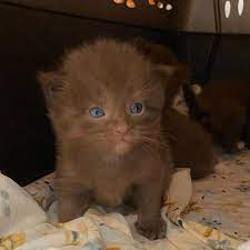 Free for commercial use no attribution required high quality images. Cat Has Four Kittens With Rare Brown Coat And Kind Family To Help Them Thrive Love Meow