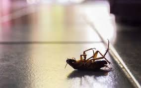 I want the landlord to repay me for the service i have not received but do not know how much it costs for a one bedroom apartment. 2021 Exterminator Cost Termites Bed Bugs Mice More