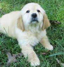 Usda license breeder of golden retriever puppies for sale, love starts with a wet nose and ends with a tail. Creekwood Acres Golden Retriever Goldendoodle Puppies Charlotte Nc