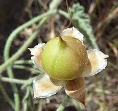 Image result for Convolvulus ocellatus