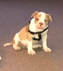 We find out whether this breed will make a good family pet, and discuss its pros and cons. Pennysaver Alapaha Blue Blood Bulldog Puppies For Sale In Prince George S Maryland Usa