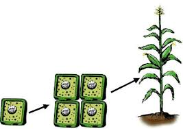 Tissue culture (tc) is the cultivation of plant cells, tissues, or organs on specially formulated nutrient media. How Is Tissue Culture Done Transformation 1 Plant Tissue Culture Passel