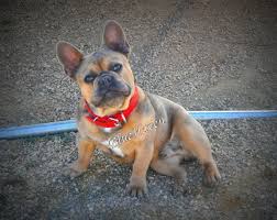 The breed is the result of a cross between toy bulldogs imported from england, and local ratters in paris, france, in the 1800s. What Colors And Color Patterns Do Frenchies Come In Bluehaven French Bulldogsbluehaven French Bulldogs