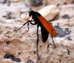 This bug does not have any yellow coloring on its hind segment (only the front segment), as mentioned before it's legs are all black, not orangish in color like the cicada killer. Large Black Wasp With Orange Red Wings Bugguide Net