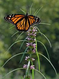 Image result for Leonurus japonicus