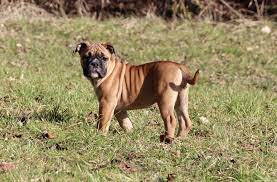 continental bulldog ap zaba continental bulldog hundebabys hunde babys