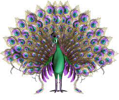 Onyx Swap Bot Peacock Peacock Pictures Peacock Art
