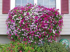 I Have An Idea Hanging Plants Plants Garden Containers