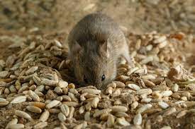 239 keil st, east peoria (il), 61611, united states. About Us Peoria Illinois Accurate Termite Pest Control