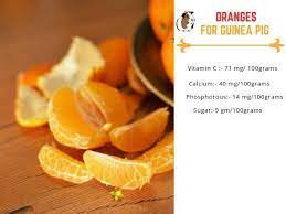 Pin On Fruits For Guinea Pigs