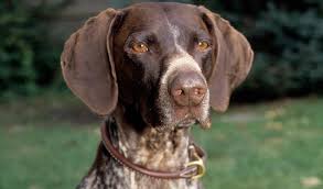 Gently brushing their coat once or twice a week is usually sufficient to remove loose hair and minimize shedding. German Shorthaired Pointer Dog Breed Information