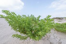 Image result for Zygophyllum pubescens
