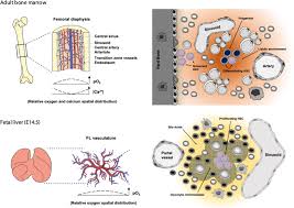 Cm i've felt this way a before. Mtor Signaling As A Regulator Of Hematopoietic Stem Cell Fate Springerlink