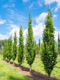 Image result for Quercus palustris