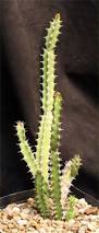 Image result for Euphorbia espinosa