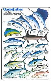 Fishcards Com Fishes And Invertebrates Page