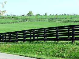How long does kentucky bluegrass take to germinate? All You Need To Know About Kentucky Bluegrass