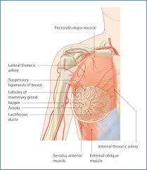 Female chest muscle anatomy diagram ~ diagram. Breast And Pectoral Region Basicmedical Key