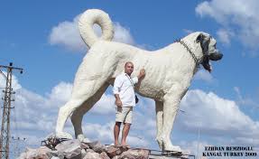 Yerel Efsaneler Kangal Vs Kurt