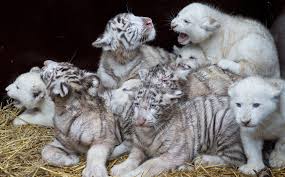 Here are only the best white tiger wallpapers. Baby White Tiger Wallpaper For Desktop