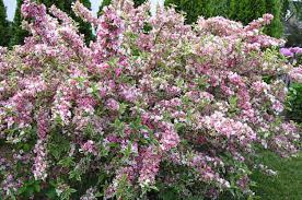 From spring to winter, dress your garden in lovely pink blooms. Expert Gardener Evergreen Pink Flowering Shrub For Sun Walmart Com Walmart Com