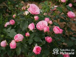 Maybe you would like to learn more about one of these? Szkolka Roz Hyzowie Posts Facebook