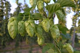 Es evidente que las fuentes naturales están libres de productos químicos y conservantes que pueden tener. Lupulo Cascade Venta De Lupulo