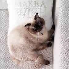Tunaydin Miki Homesweethome Kedim Kedicik Kedi Catstagram Cat Kitty Petsagram Vscocam Gunaydin Mutluhaftasonlari 2020 Kedi Kedicik Instagram