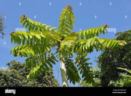 Image result for Duabanga