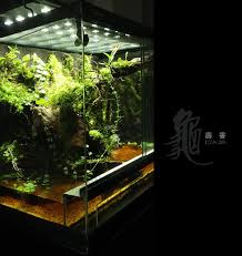 麝香 水龟生态缸 建缸两星期将就看 大前门 daqianmen的日志 网易博客 aquascape tree frogs vivarium