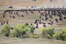 Annual Custer State Park Buffalo Roundup and Arts Festival