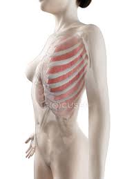 It encloses and protects the heart and lungs. Female Body With Visible Outer Intercostal Muscles Computer Illustration Healthy Muscular System Stock Photo 311549242