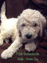 Friendly, social, and affectionate, it's no wonder they do great as a guide, service, or therapy dog. F2bb Goldendoodle Goldendoodle Goldendoodle Puppy Puppies