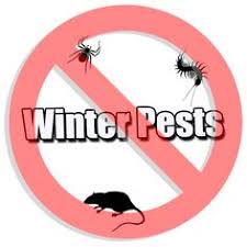 Why you should continue pest control in the winter. 19 Winter Pests Ideas Pests Pest Control Insect Control