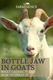 Bottle Jaw In Goats A Complete Guide To Identifying And Treating Goats Raising Goats Feeding Goats
