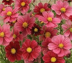 Cosmos Antiquity Is A Completely Unique Colour Of Cosmos In The Colours Of A Beautiful Faded Tapestry Flower Seeds Cosmos Flowers Annual Flowers