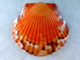 Vacation Sunrise Scallop Sea Shell Decor Sea Shells Shells