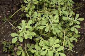 Image result for Trigonella anguina