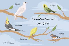 So i currently have 2 delightful cats, but i think it would be interesting to look into getting another smaller pet. 8 Top Low Maintenance Pet Bird Species