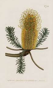 Curtis Botanical Magazine Australian Plants 1787 Australian Plants Botanical Australian Flowers