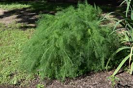 Image result for Foeniculum vulgare