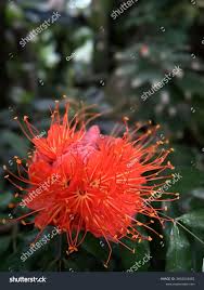 Image result for Combretum constrictum