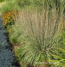 Image result for Schizachyrium brevifolium