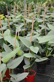 Philodendron Hastatum Silver Sword Plants Philodendron Plant Philodendron