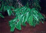 Image result for Newtonia buchananii