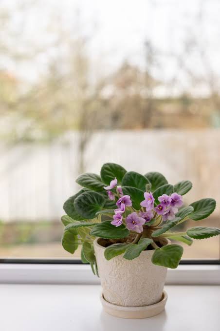 African Violet